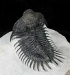 Arched Delocare (Saharops) Trilobite - Great Eyes & Spines #23296-1